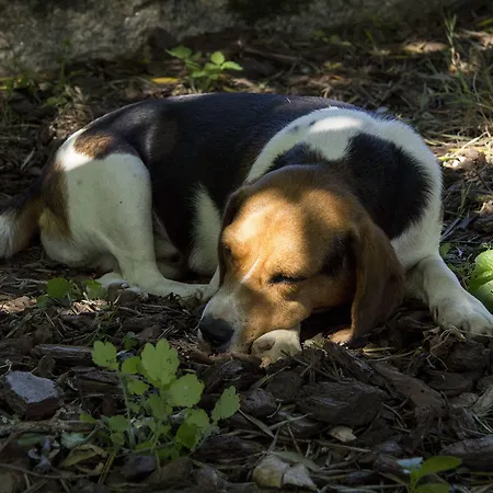 Laranjalimao 4* Freixo (Norte)