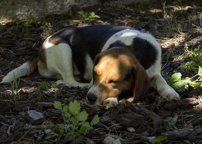 Laranjalimão 4* Freixo (Norte)